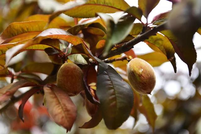 6月即将过去街头的这些花与果你赏了吗