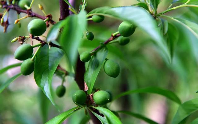 (李子 园博园)(红叶李果 张公堤)(迎春樱果 园博园)(红叶碧桃果 张公