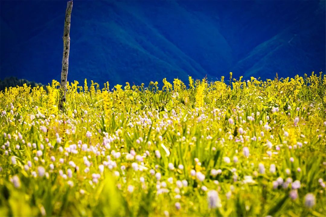 去金川云顶花海赴一场盛夏邀约