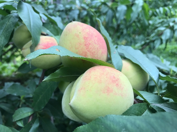 桐梓松坎:3000亩白花桃上市啦!