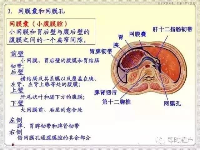 解剖包罗万象的腹膜腔你了解它吗