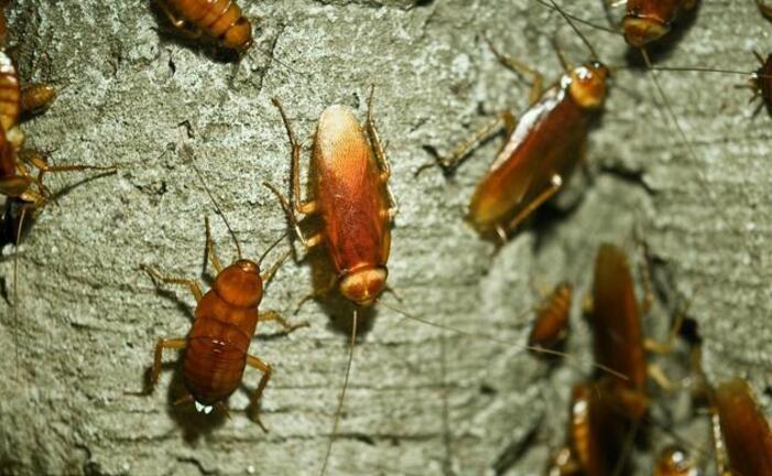 蟑螂的天敌:蟑螂的天敌是蜘蛛,蝎子,蜈蚣,蚂蚁,蟾蜍,蜥蜴和大铭等.