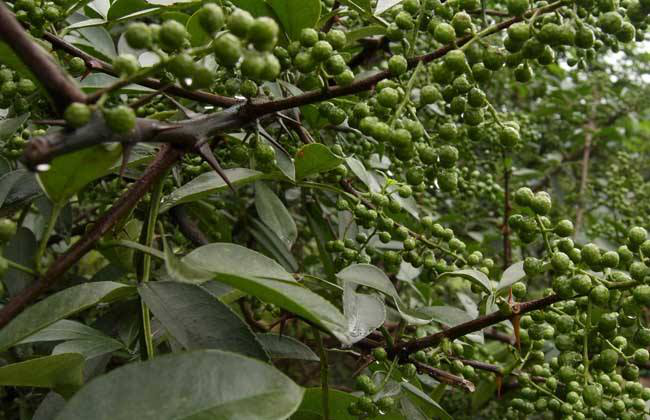 贵州西洋实业:一套解决方案,36万亩花椒园升级成"金"饭碗