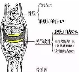 关节软骨由软骨细胞和细胞外基质组成.