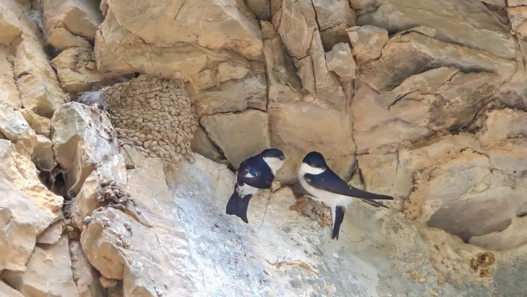 沁源观鸟感受鸟类自然生存法则