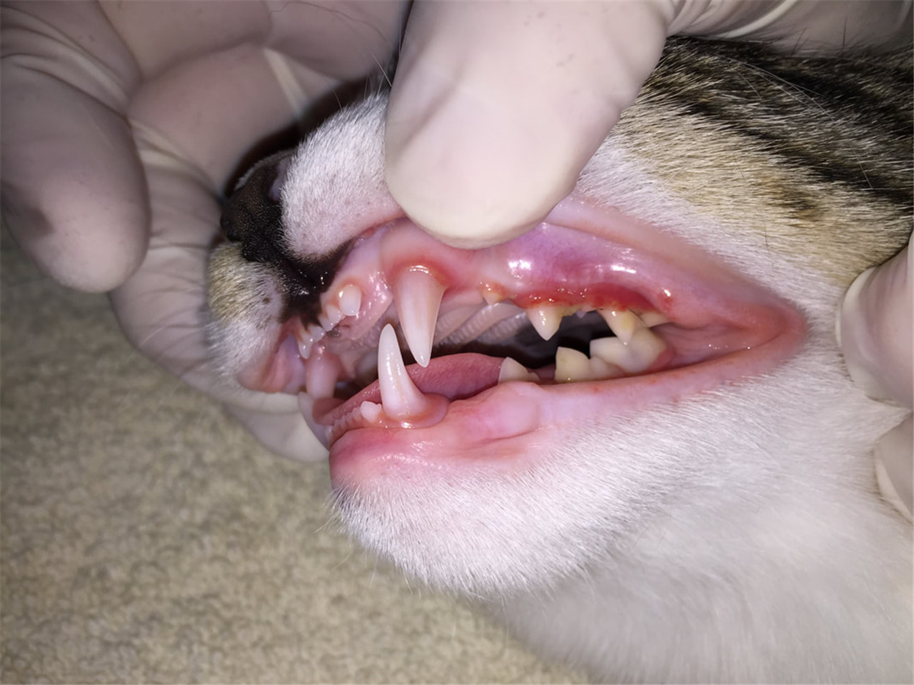 猫正常牙龈的图片图片