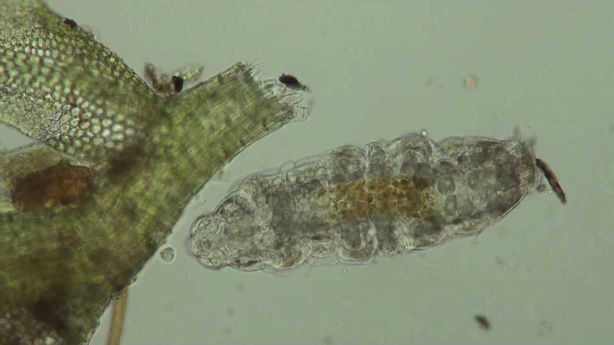 地球最强水熊虫极端环境下它也能活有哪些办法能灭掉它
