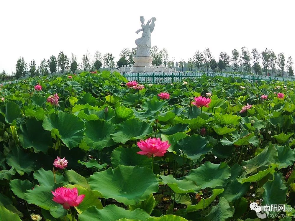 南阳向阳荷花广场