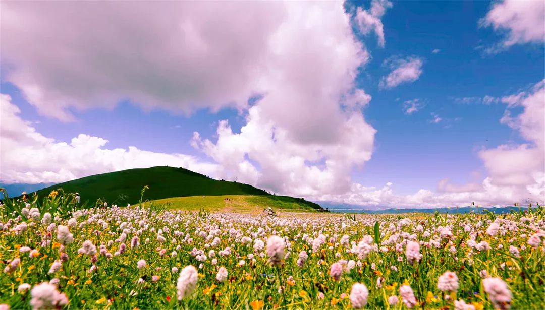 去金川云顶花海赴一场盛夏邀约