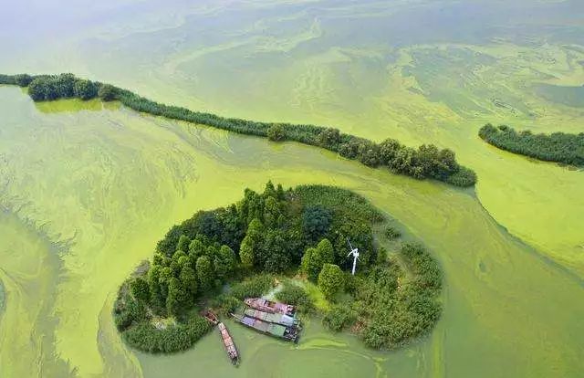 云南滇池水体富营养化, 太湖,沙湖蓝藻爆发.