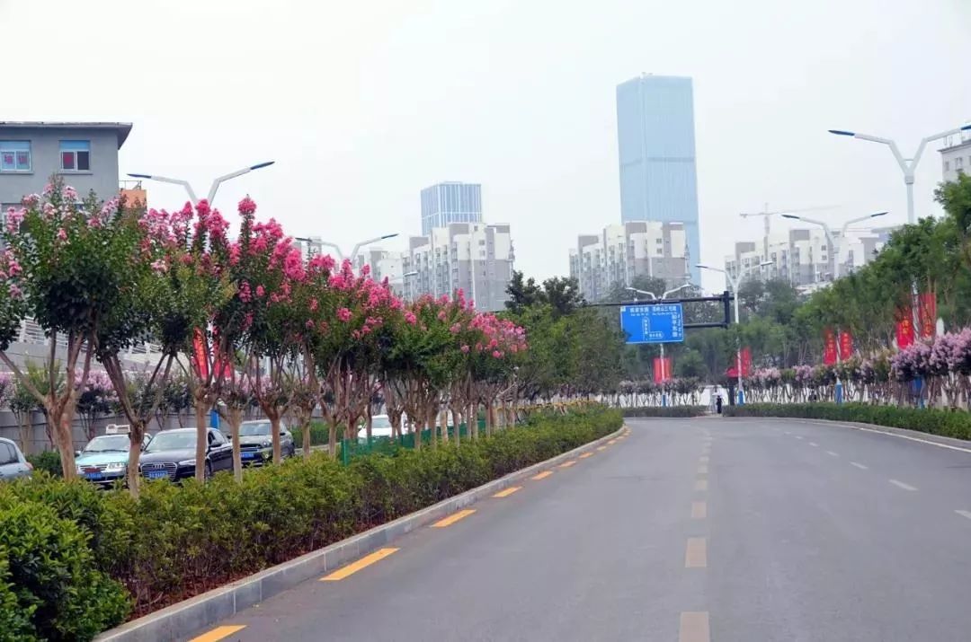 解放东路变身紫薇大道1600余棵紫薇花是全市最长的紫薇花路