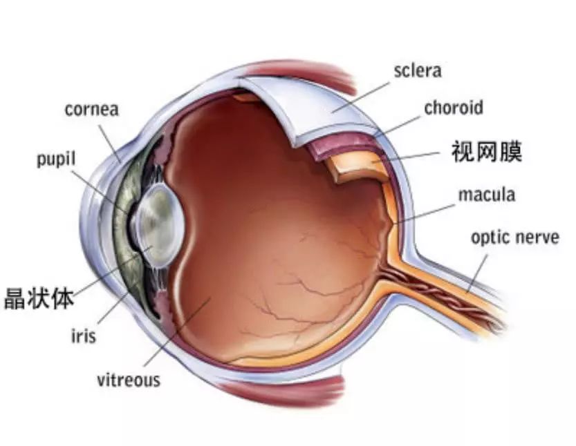 视神经分布图图片