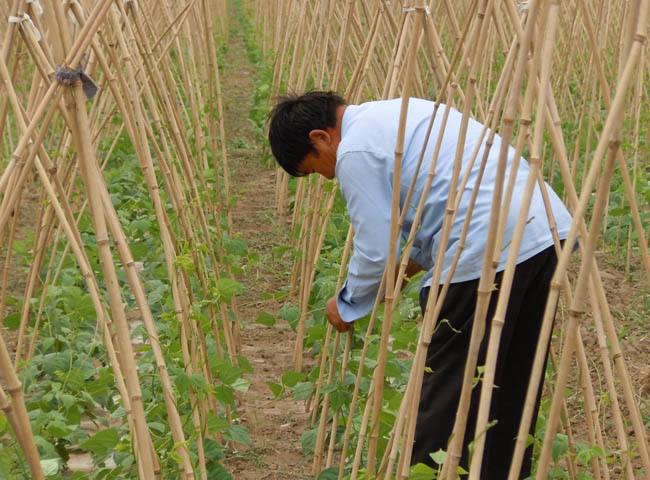 菜园子夏季种植豆角,什么时候种植合适,夏季豆角如何才能丰产