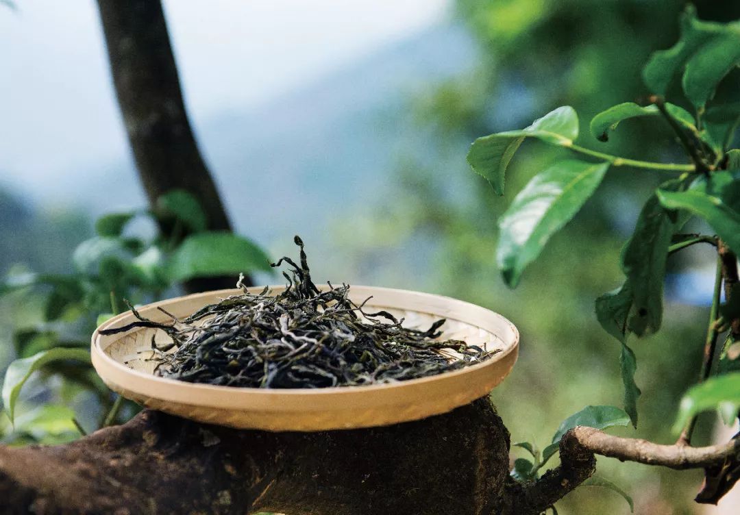 普洱茶拼配的生物學意義