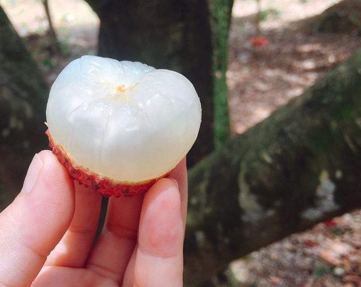 有味道有故事香山鸡嘴荔枝来尝鲜错过又要等一年