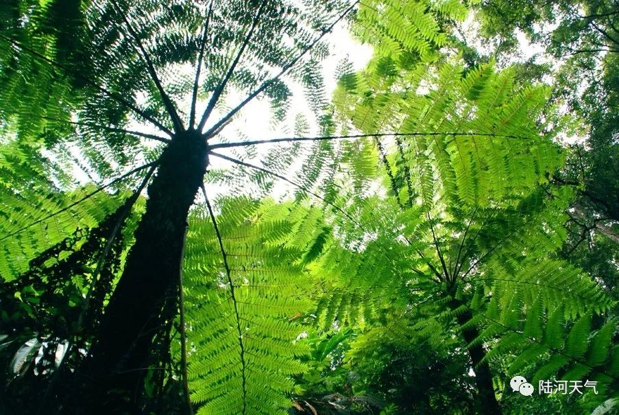 全省首个陆河获评广东首个中国生态养生之乡