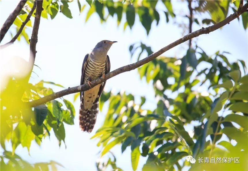生态故事那些鲜为人知的布谷鸟