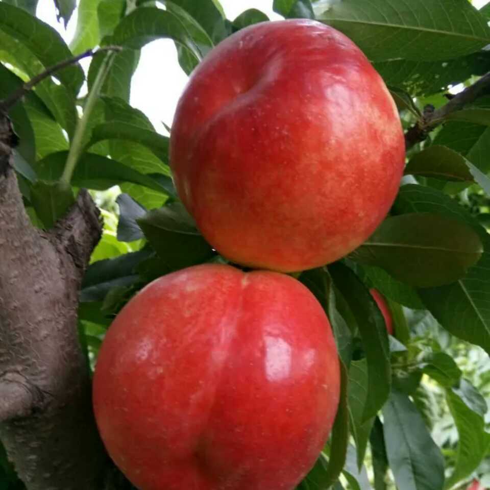 中油27油桃品种特性图片