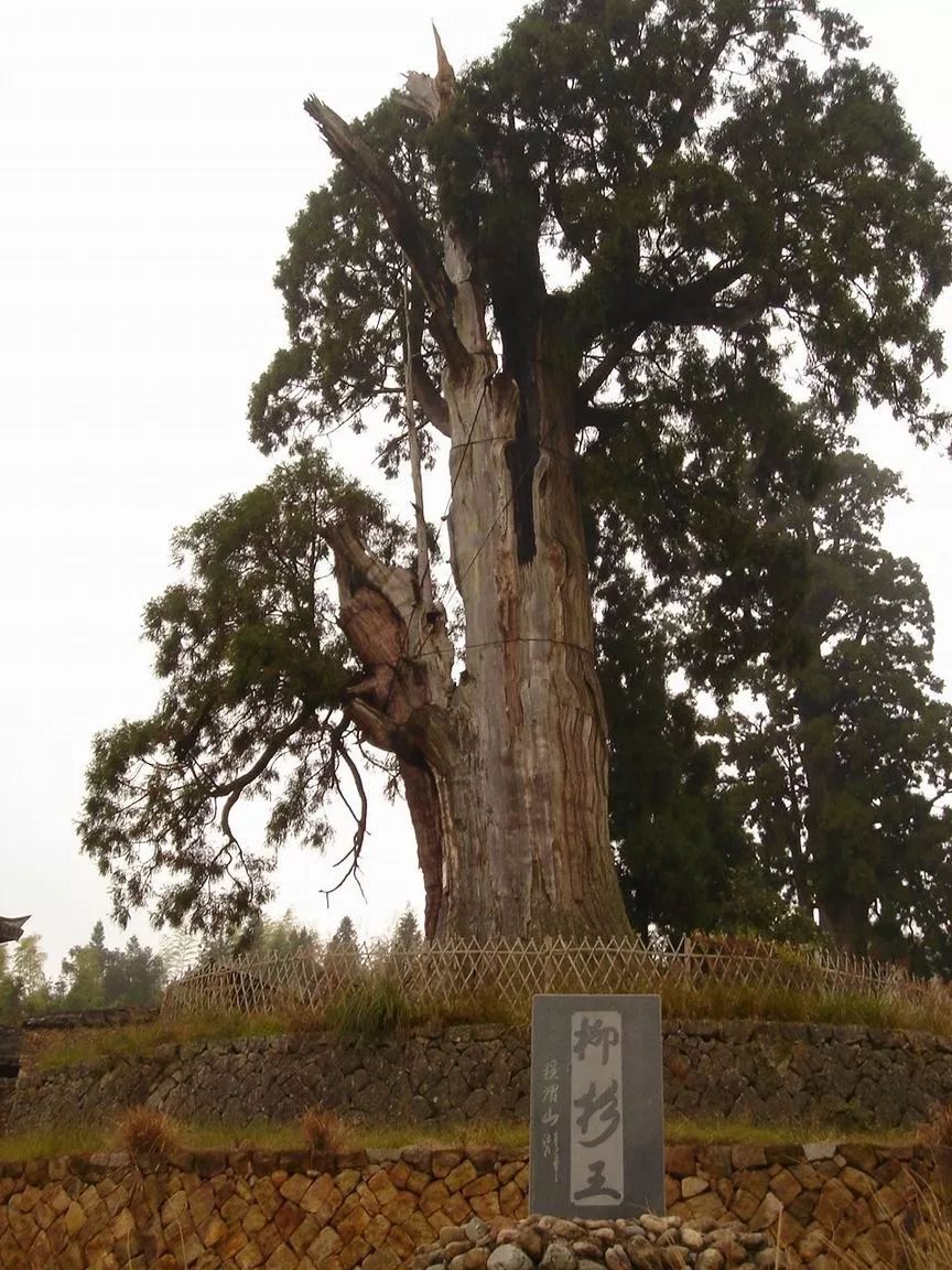这棵大树位于浙江景宁畲族自治县是一棵大杉树高度只有28米据说已经有