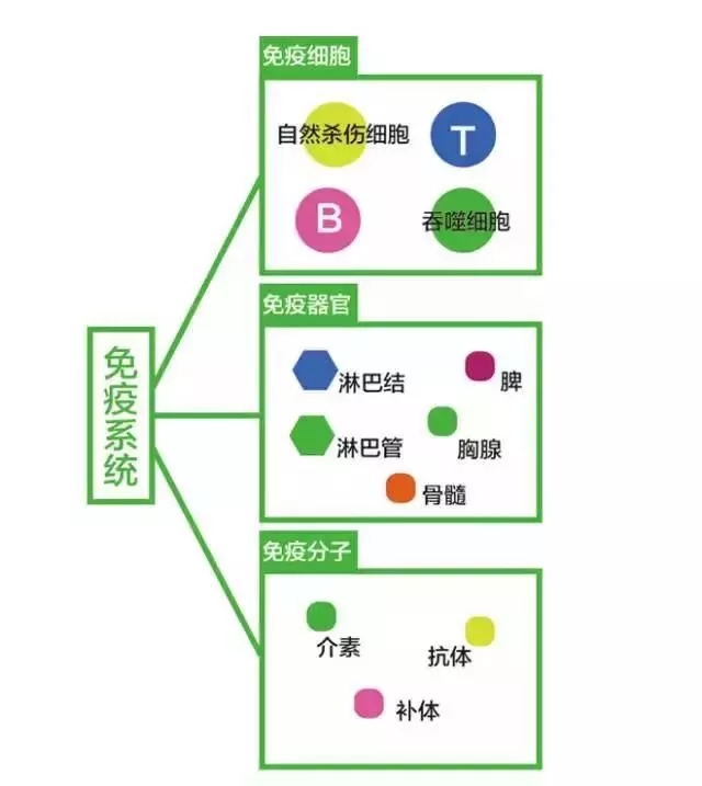 免疫系统组成概念图图片