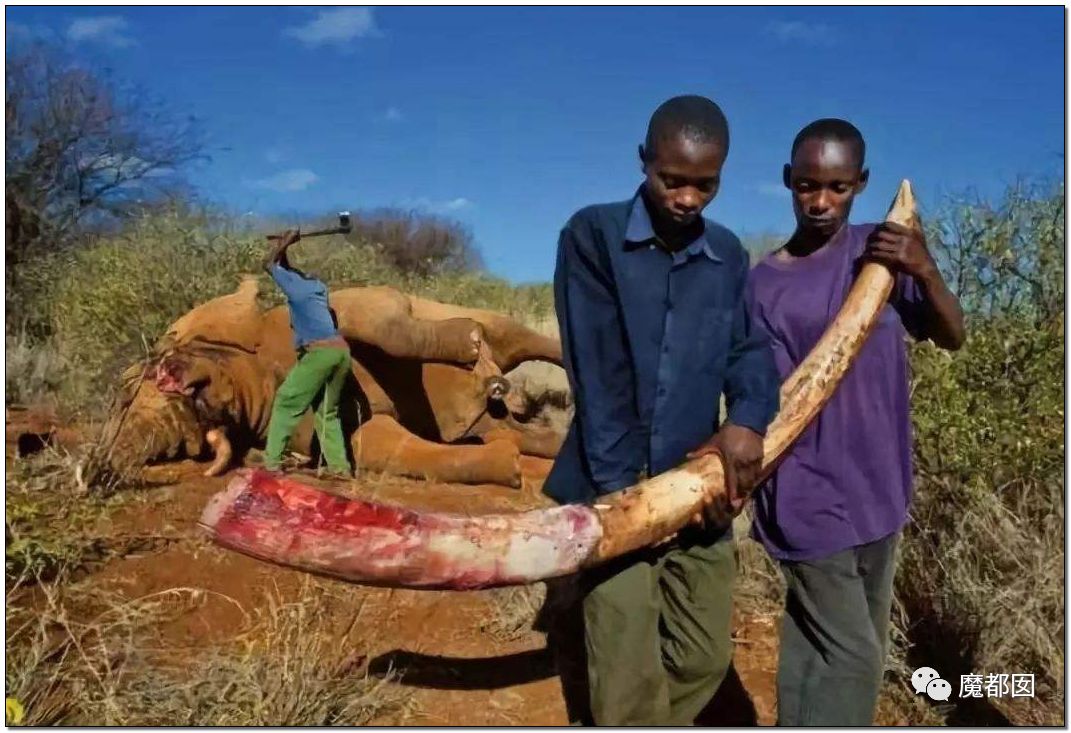 天哪心疼哭活生生血淋淋剥皮竟然成为盗杀大象的新理由