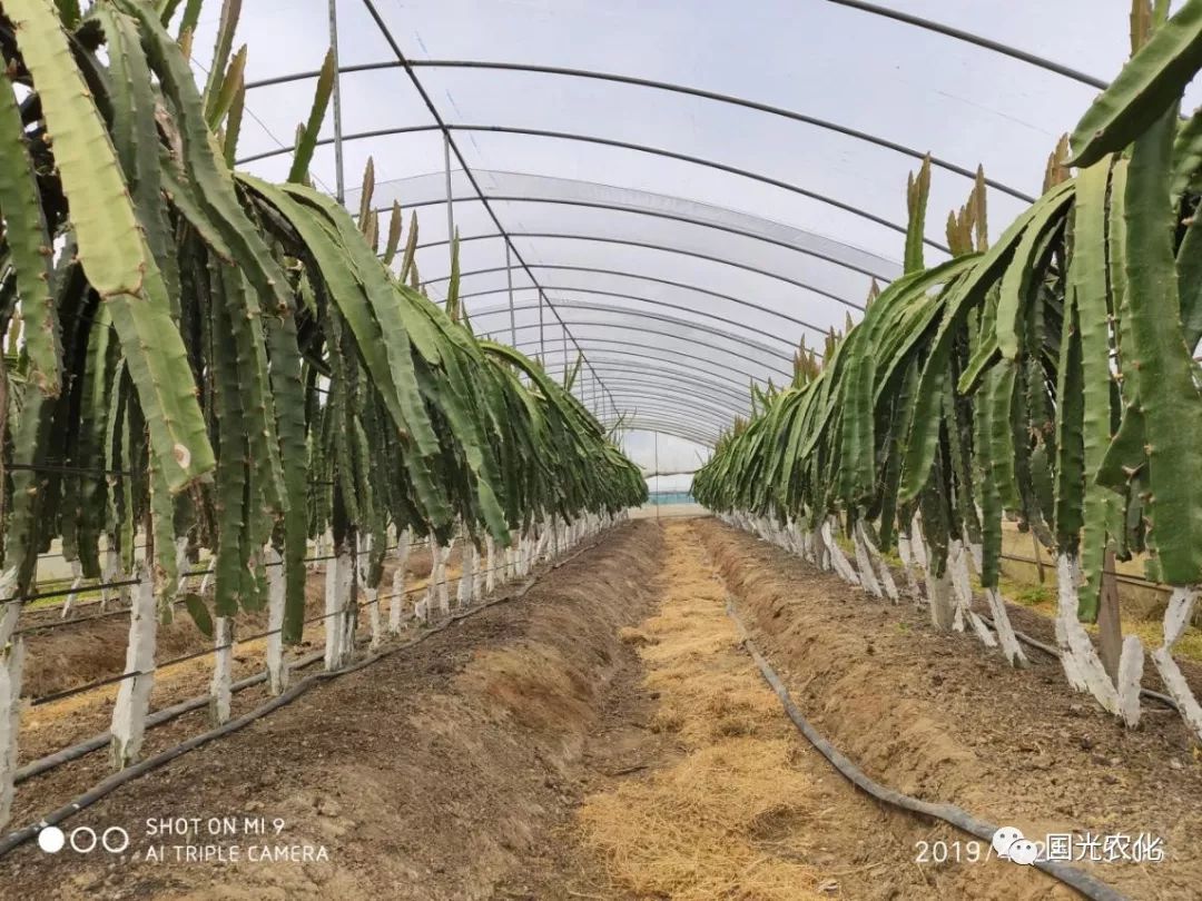 技术创新不止步火龙果种植黑科技诞生让你赢在起跑线