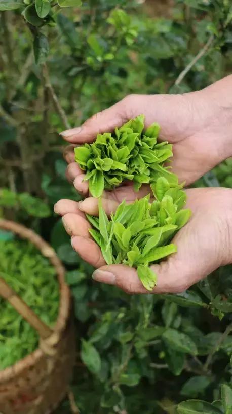 茶说▏心素如简人淡如茶