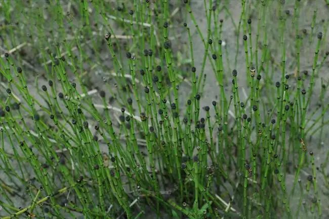 每天学一味中药【木贼】