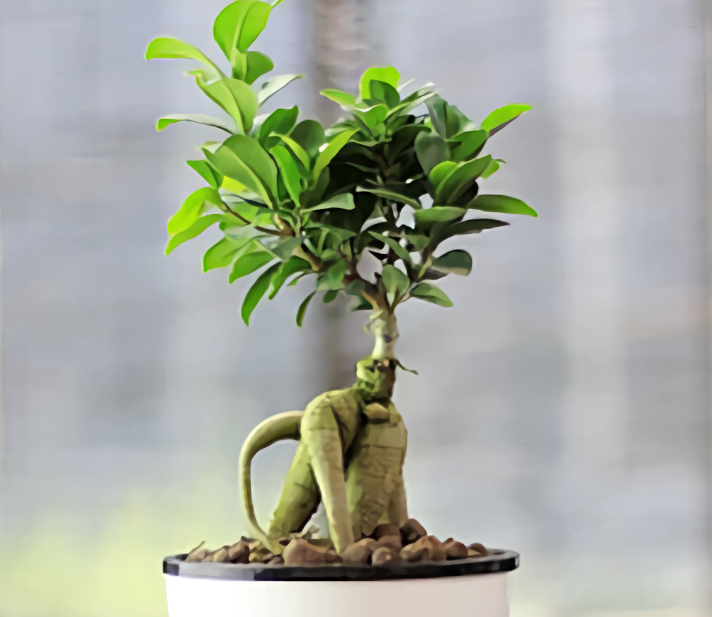 原创养人参榕块根一直长不胖做好5点块根粗大枝繁叶茂