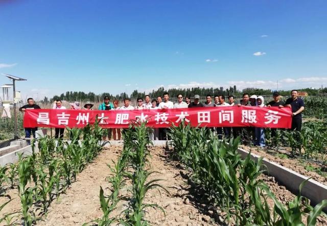 玉米种植技术新探：助力高产稳产关键技术要点解析