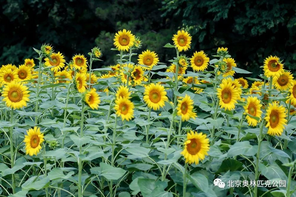 並向著太陽努力生長向日葵面對著太陽有著屬於自己的獨特魅力顏色裡