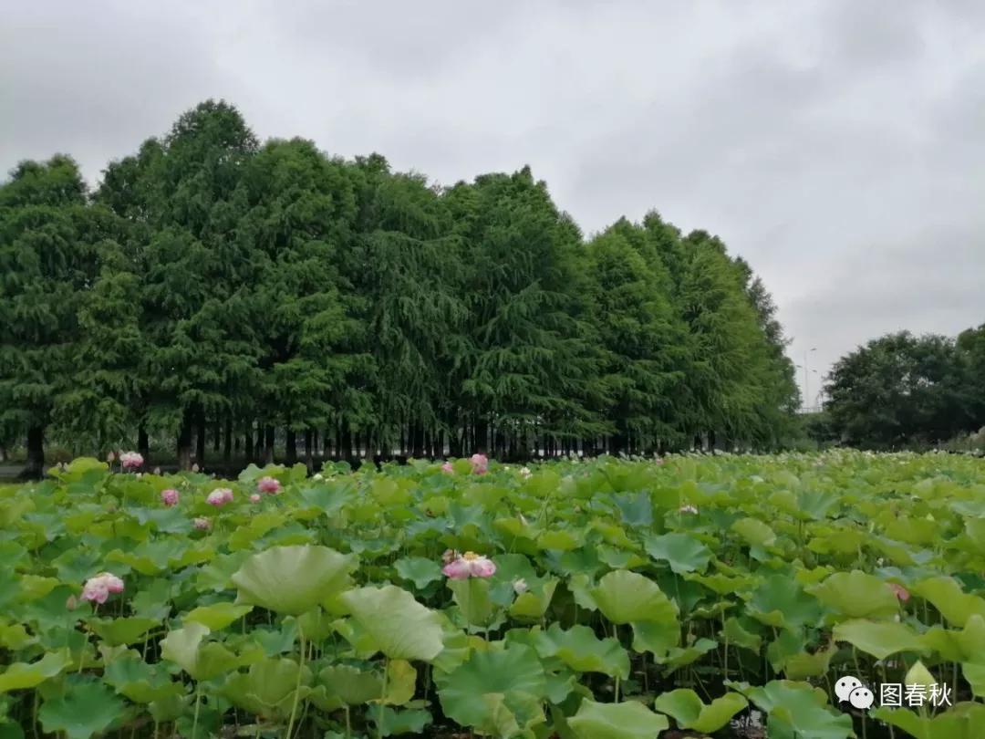 吴淞江源图片