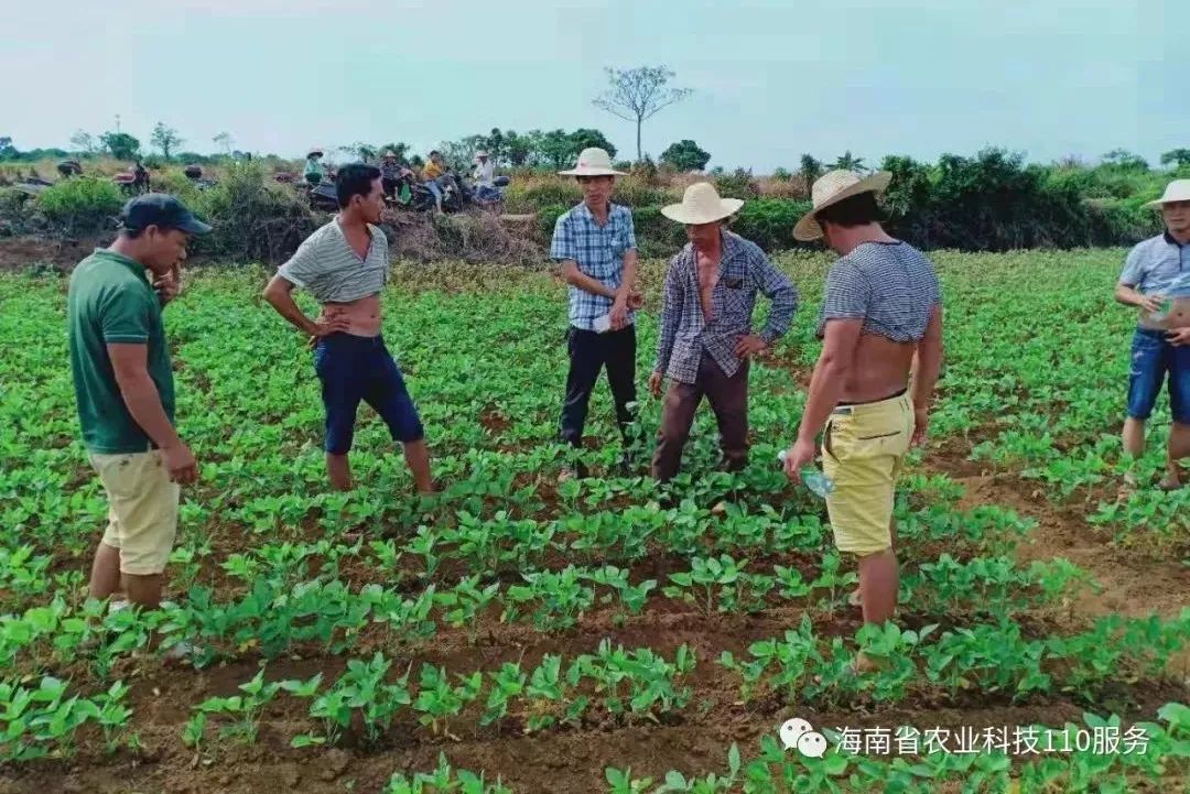 技术指导长势喜人丰收在望海口农技专家实地指导百姓管理火山黑豆种植