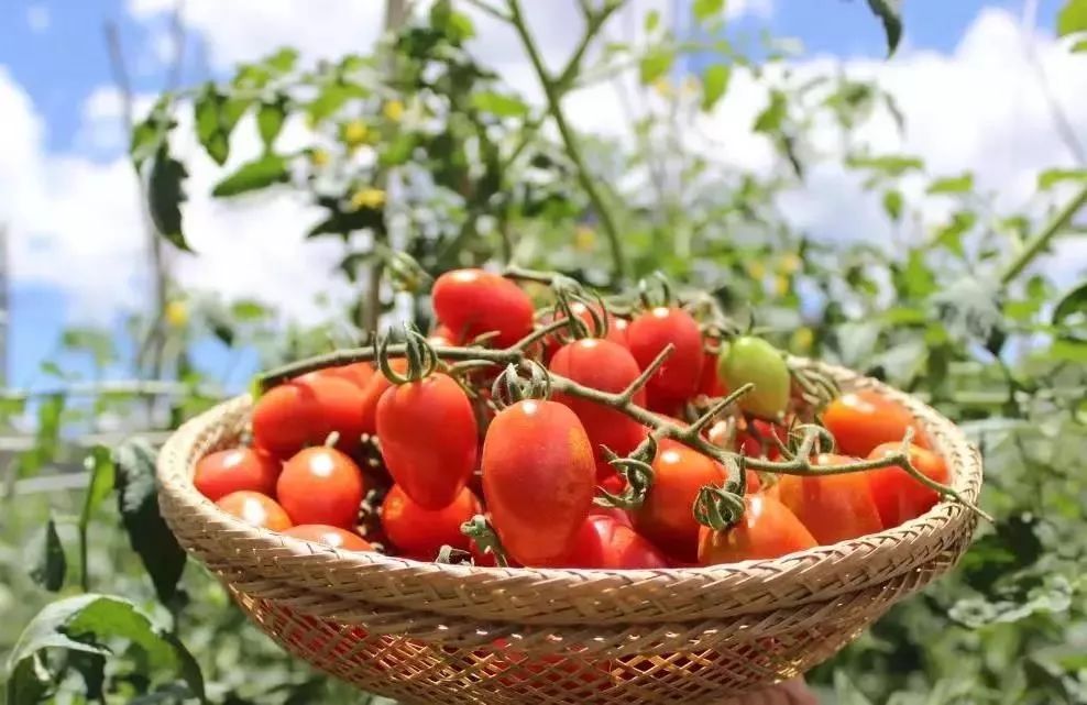 一咬就满嘴爆甜汁玉龙雪山脚下的小番茄新鲜现摘直发虹桥