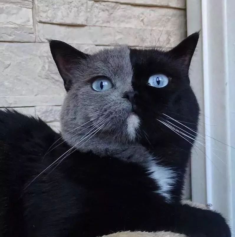 难得一见的双面猫,这猫是生到一半没墨水了吗?