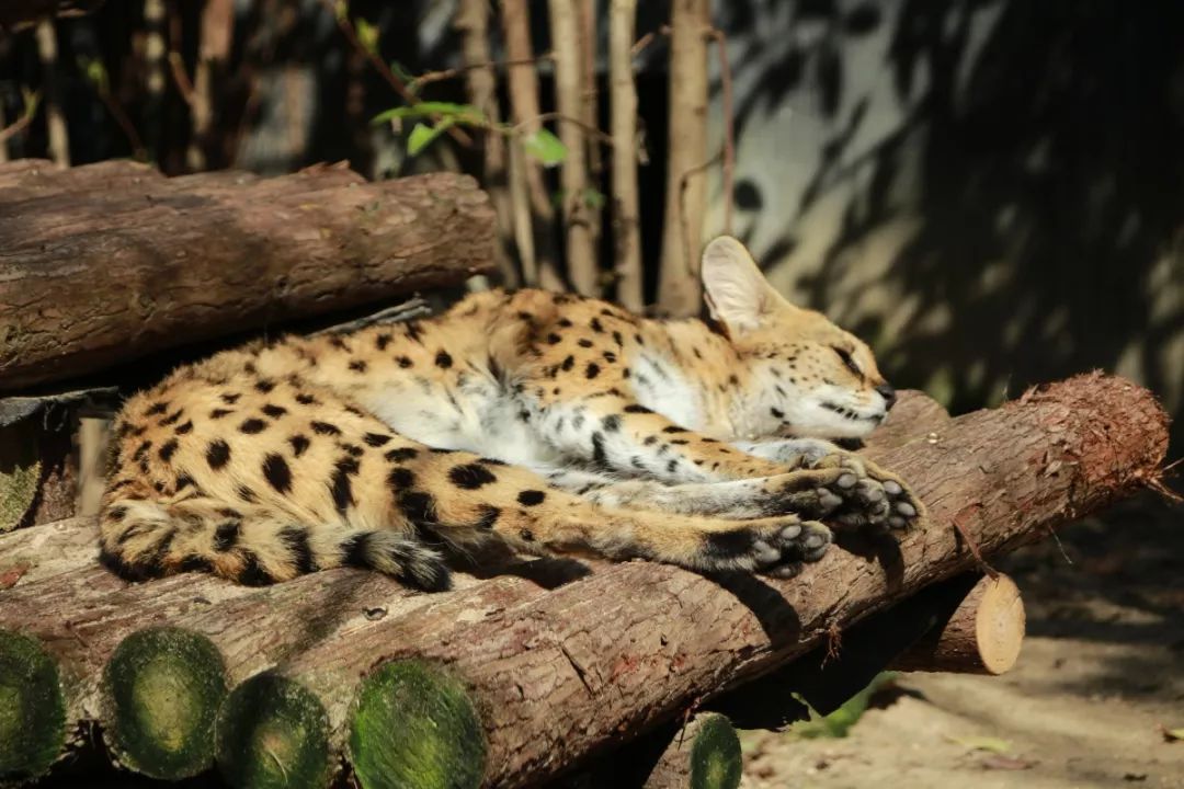 什麼睡姿最舒服?_動物園