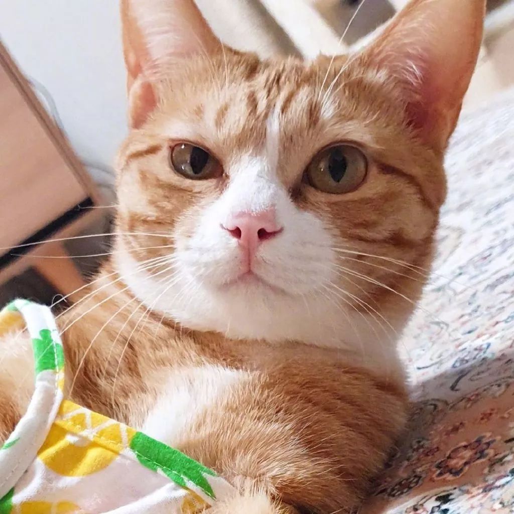 泡菜国的猫咪coco小耳朵可以说收放自如了676767