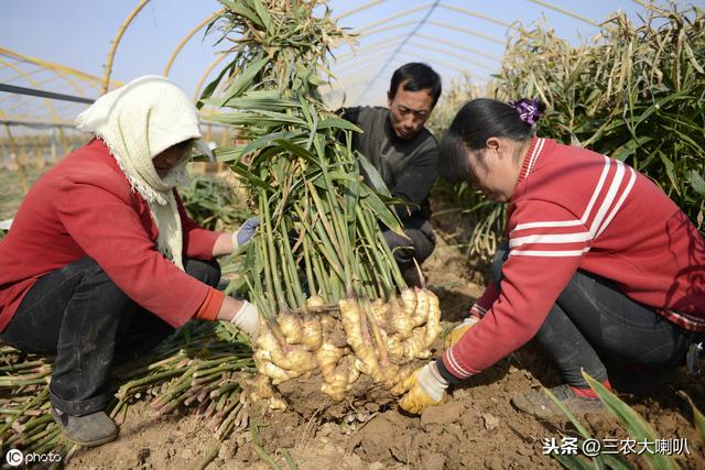 種植生薑咋除草3種用藥方式實用技術收藏好