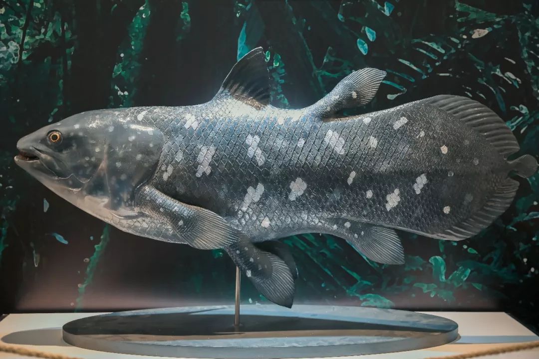 拉蒂迈鱼复原模型第一次走进杭州这条浙江曙鱼是表情包的始祖吧?