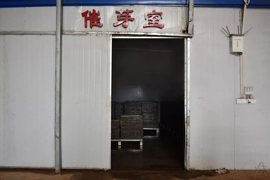 能一次性完成铺土,播种,覆土,盘输出等工序,然后送入催芽室进行催芽