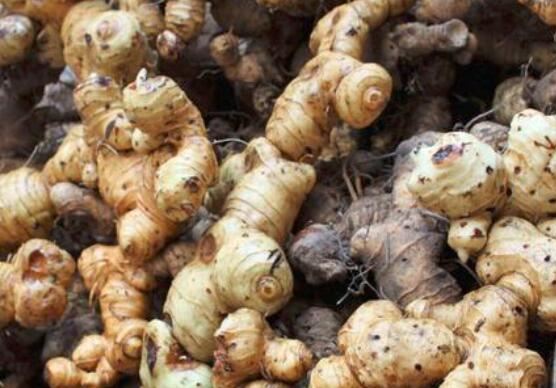 黄精的功效与作用