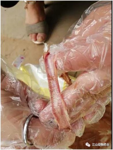 气管充血,有粘液,胰脏边缘出血,整个肠道出血,肠粘膜脱落,卵泡充血