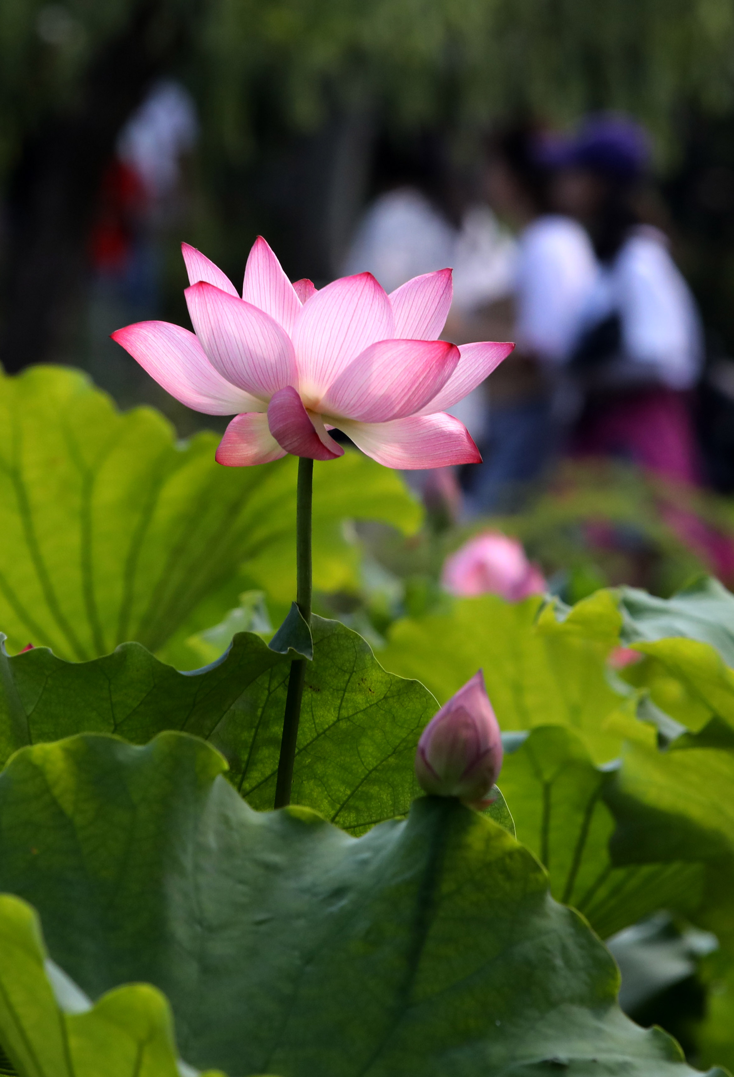 苏州拙政园荷花节开幕