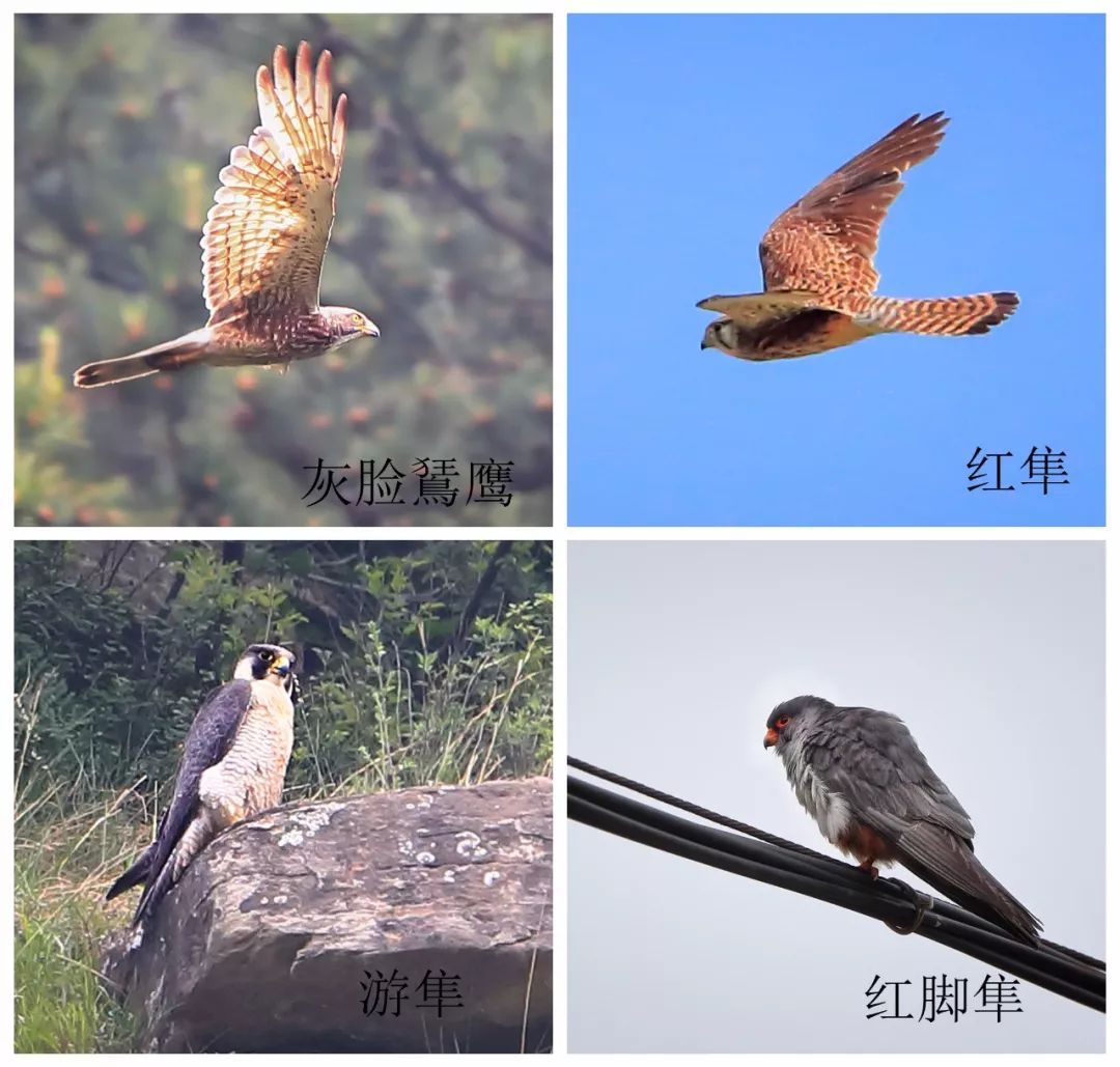 沁源生物多样性初探想念那山那花那鸟那兽那人