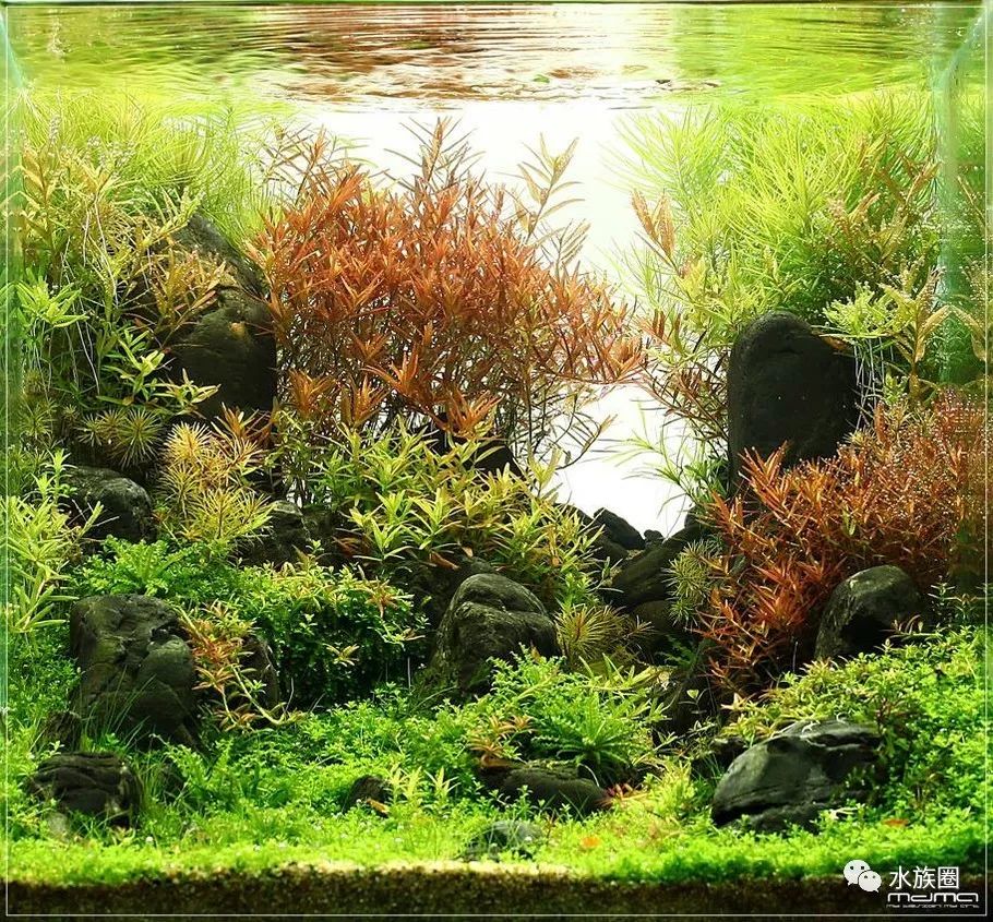 菜园子就要有菜园子的"亚子",荷兰景无法自拔!_水草