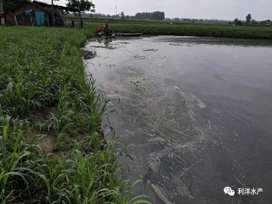 水产养殖倒藻后处理 水产养殖倒藻后处理措施