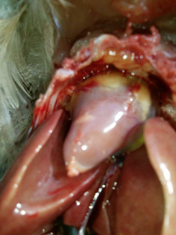 鸡心包积液综合症