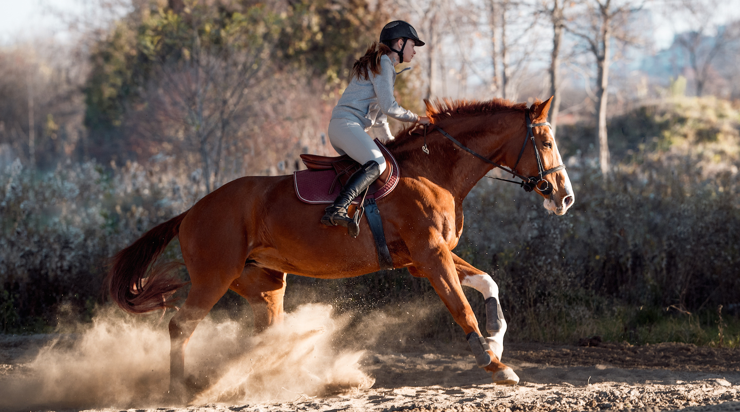 性,因为马是时刻变化的,骑手的肌肉动作也将随马的运动变化而随时调整