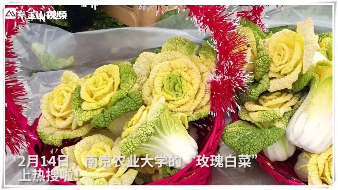 看这绿油油的菜地全部都是玫瑰花形状的白菜是不是很惹人爱啊!