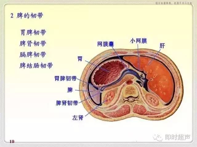 解剖包罗万象的腹膜腔你了解它吗